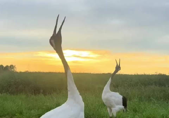 科普)中至常熟麻将开挂器通用版(透视)详细开挂教程玩法