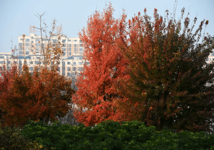 【 第 一 消 息 】 “ 河 南 四 方 麻 将 怎 么 开 挂 是 真 的 吗 ？ ” 作 弊 挂 ( 辅 助 外 挂 +