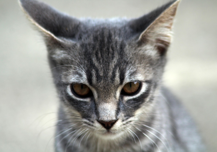 三分钟科普微乐家乡麻将麻将开挂神器下载安装”实测确实有挂【猫腻】